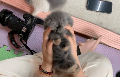 西安撸兔店,西安撸兔体验馆团购