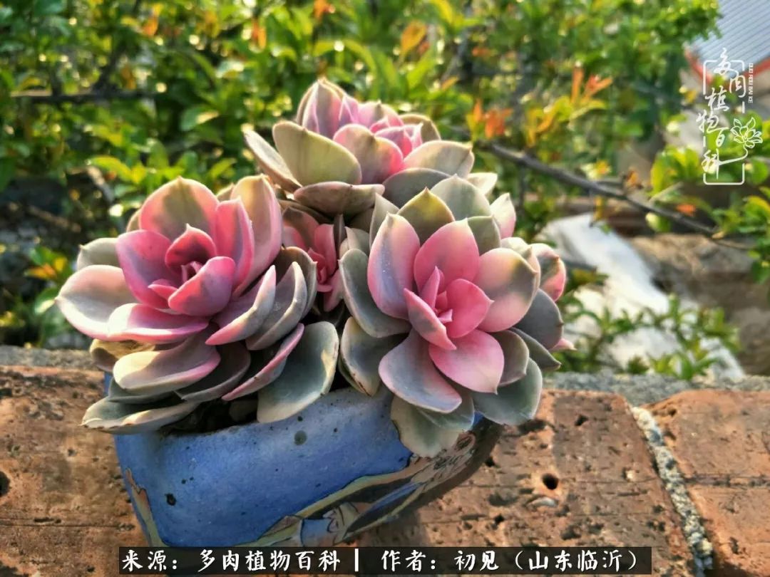 四季颜值在线的多肉,多肉的每一天