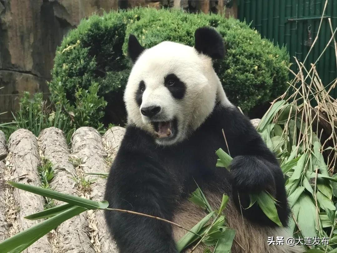 大连景点优惠票多少钱,大连景点半价