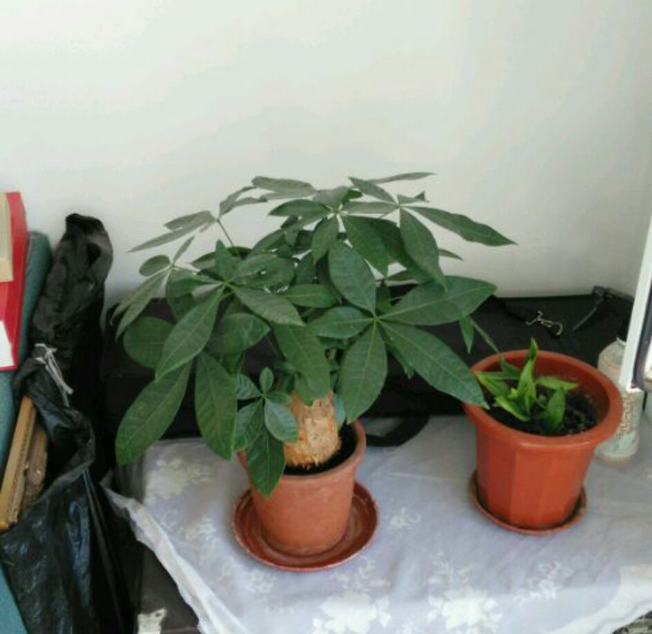 养的发财树黄叶特别多怎么办,发财树叶子发黄下垂发软怎么处理