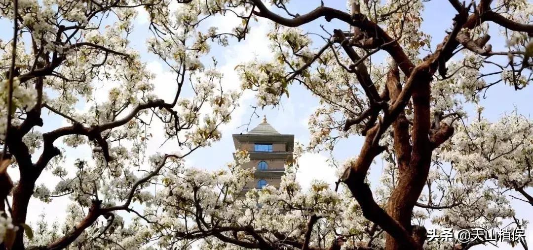 *疆新**库尔勒彻底火了！登上央视让世界瞩目，为库尔勒而骄傲