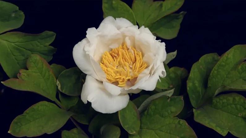 牡丹为什么称为雍容华贵,牡丹真正的国色天香