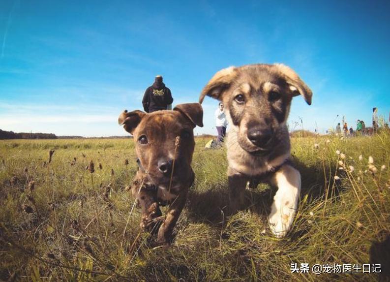 犬疥螨的诊断与治疗参考文献,犬疥螨症状治疗药物成分