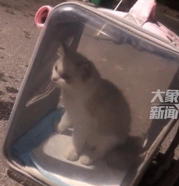 长沙阳光安置小区流浪猫,长沙有流浪猫的小区