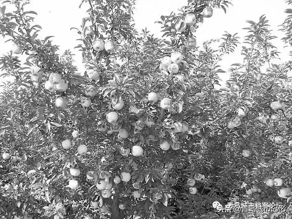 青岛岛城记忆,青岛记忆纪念馆