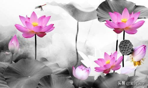 古今有关咏莲的诗词名句,咏莲的诗句唯美