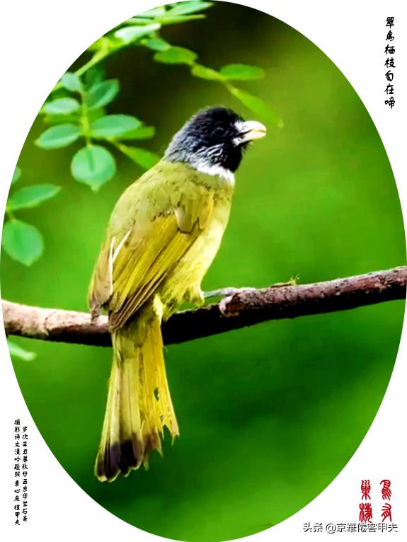 甲夫原创/詩語漫評：交颈相戏摇曳风姿，倾身顾盼生韵生情