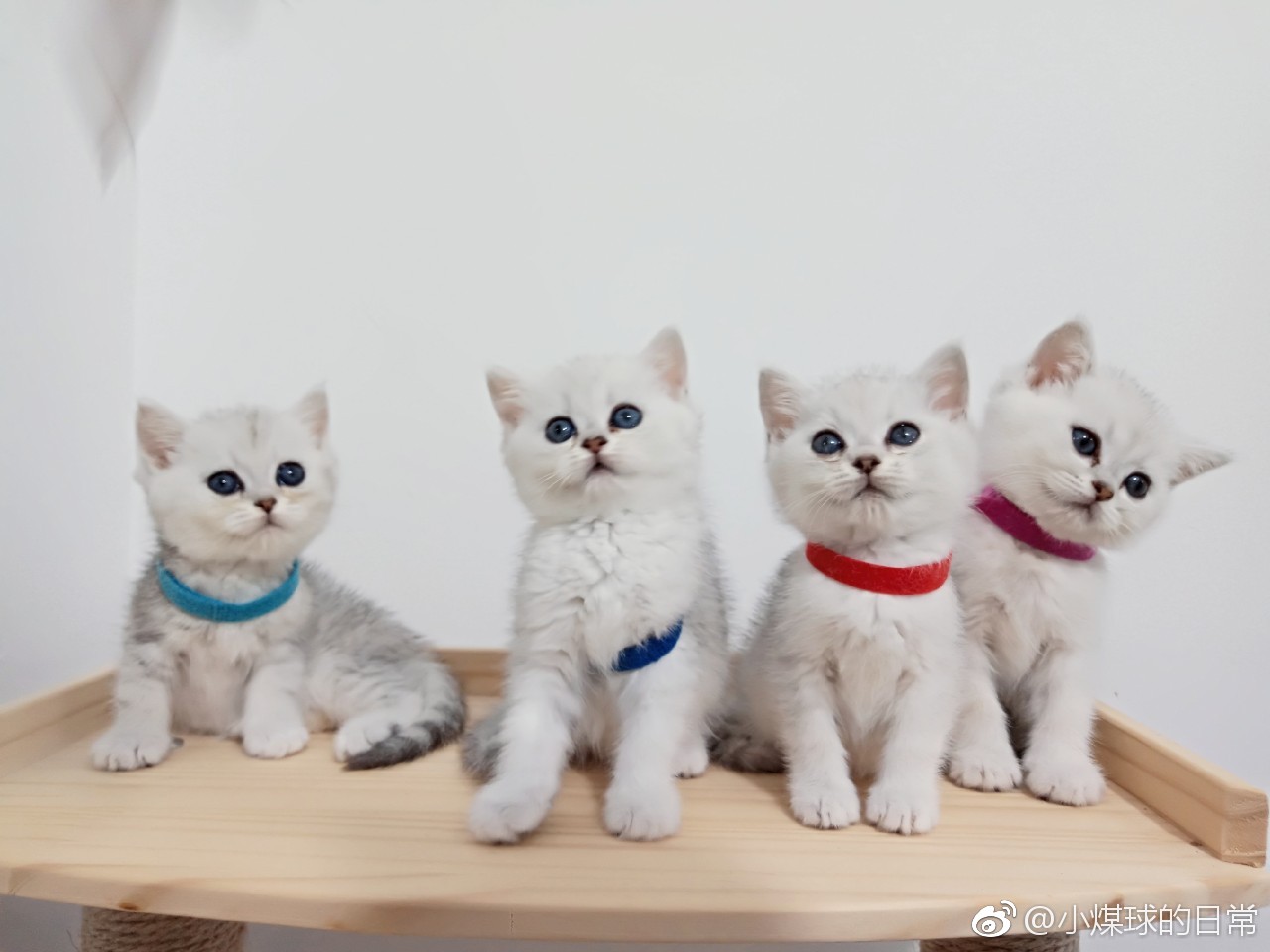 宠物医院到底坑不坑,宠物医院有多坑