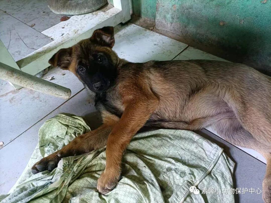 领养代替购买|2021年6月份福州线上宠物领养活动