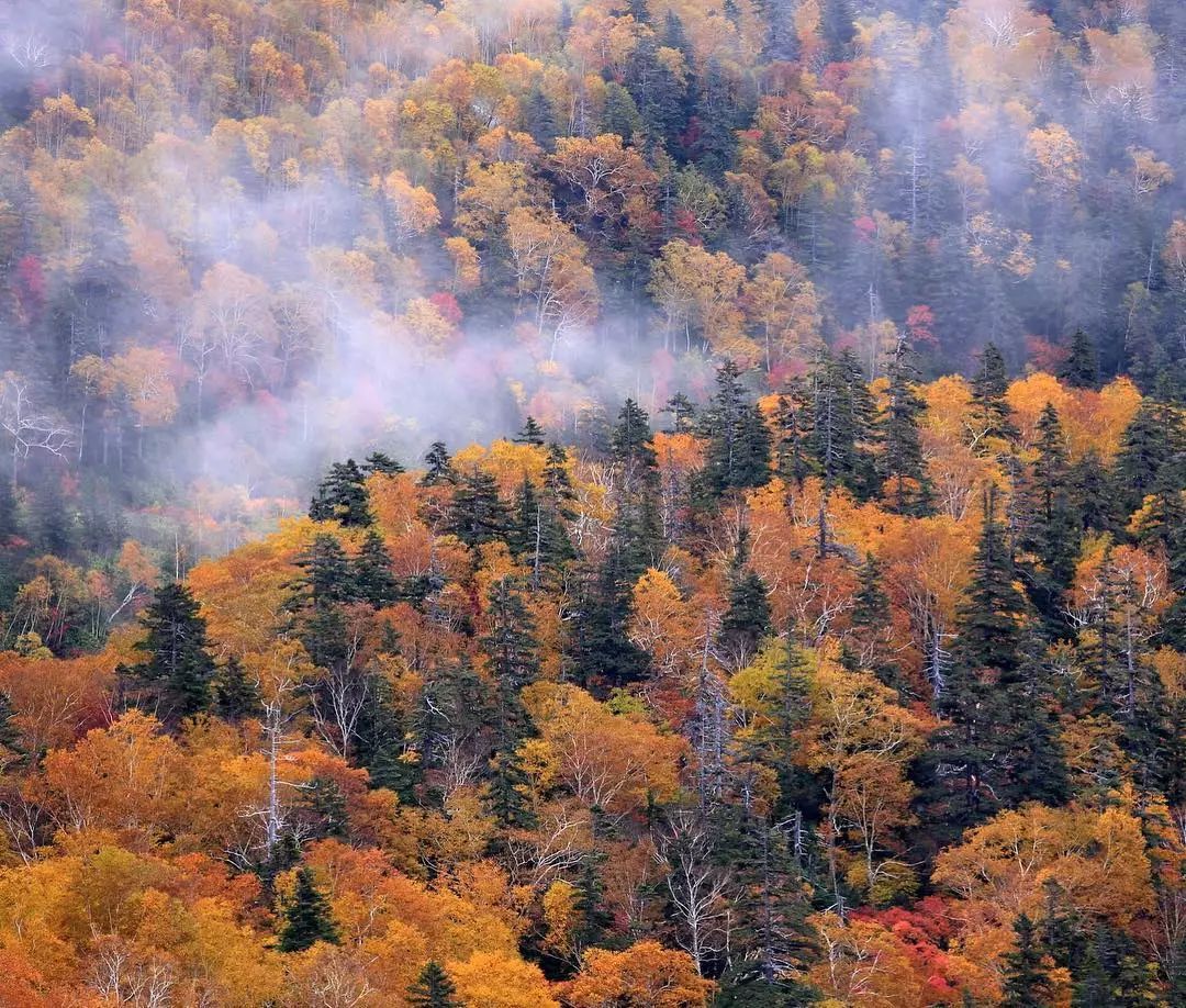 停车坐爱枫林晚，感受火红的秋
