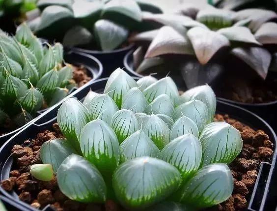 十大天价植物种子,十大顶级名贵植物