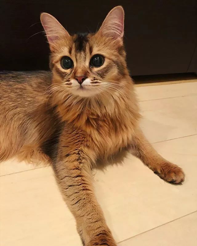 贵族阿比西尼亚猫,神秘的波斯猫