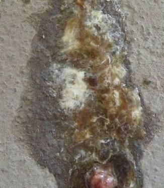 大鸡拉白屎拉稀啥药最好,鸡子拉稀红色的大便