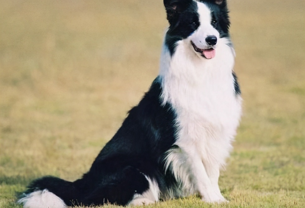 补钙边牧,11个月的边牧需要补钙吗