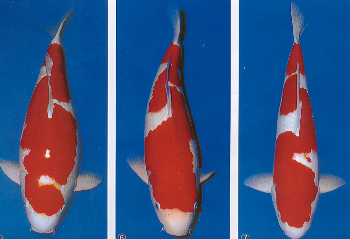 锦鲤的十三个大类名字叫什么,锦鲤十三鳞