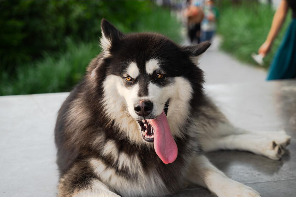 阿拉斯加犬狗粮推荐,阿拉斯加狗粮推荐品牌
