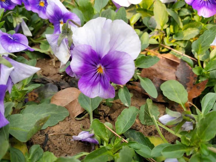 解决问题的策略教学反思,面对成长中的问题教学反思