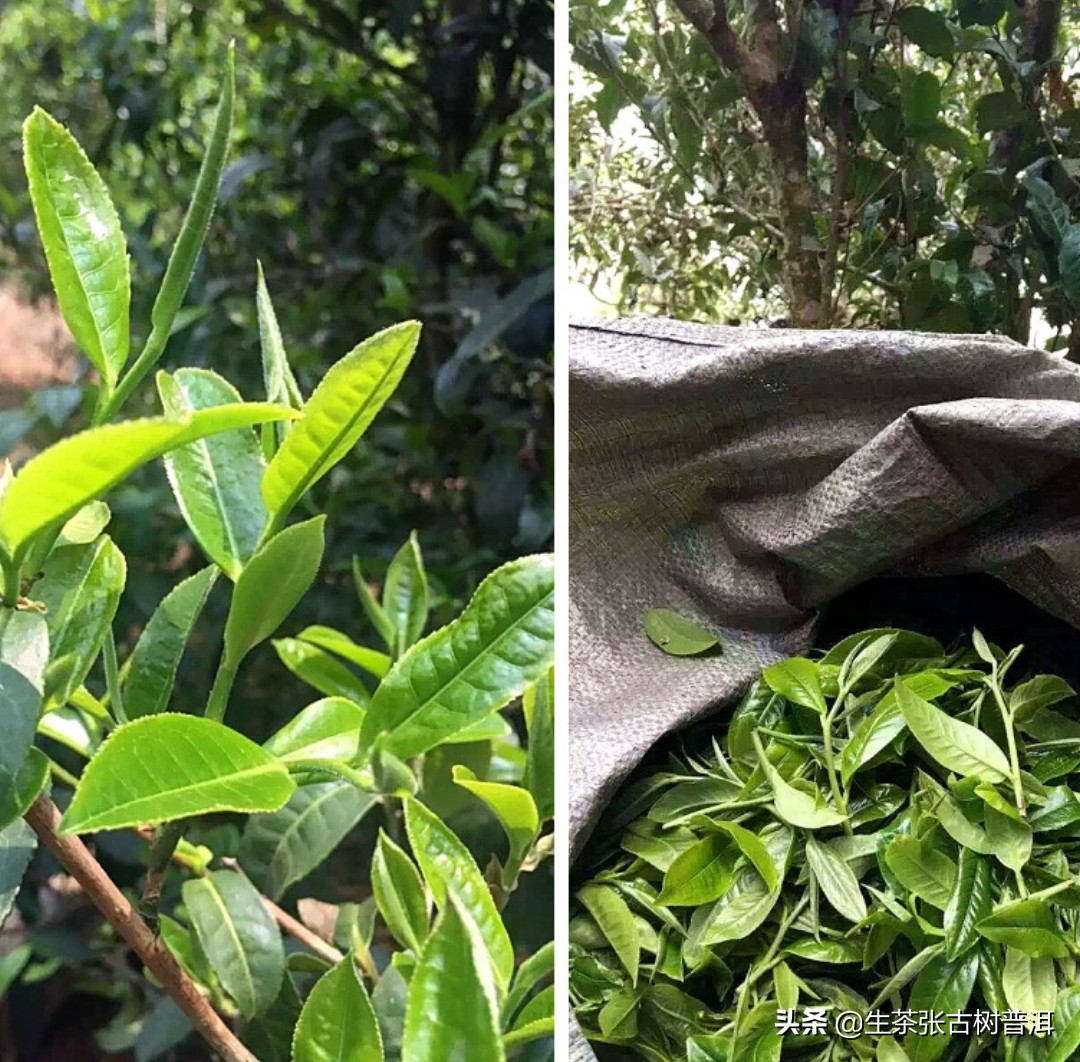 普洱茶各大山头的特性和口感,普洱茶山头茶的特点介绍
