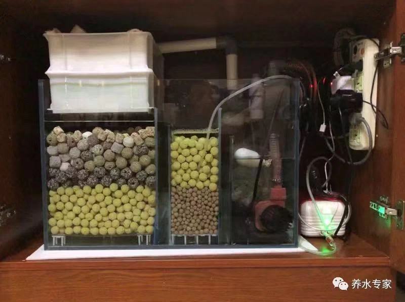 养鱼张哥最新视频,鱼缸怎么养锦鲤鱼最好