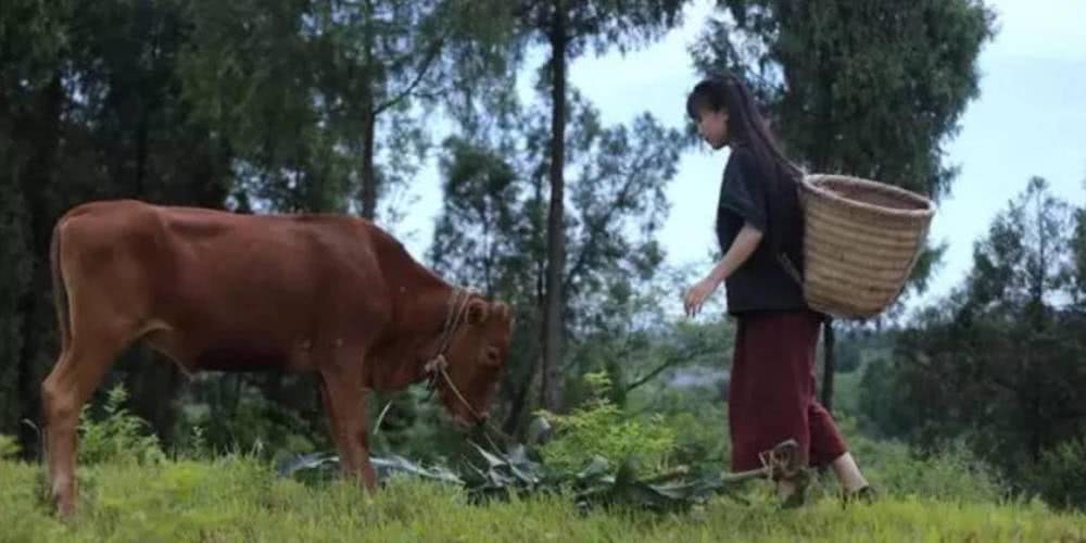 李子柒一岁辍学,李子柒七岁辍学31岁身价过亿