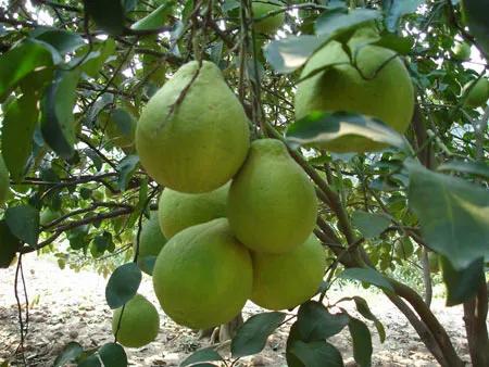 四季应季水果蔬菜,一年四季的时令蔬菜水果