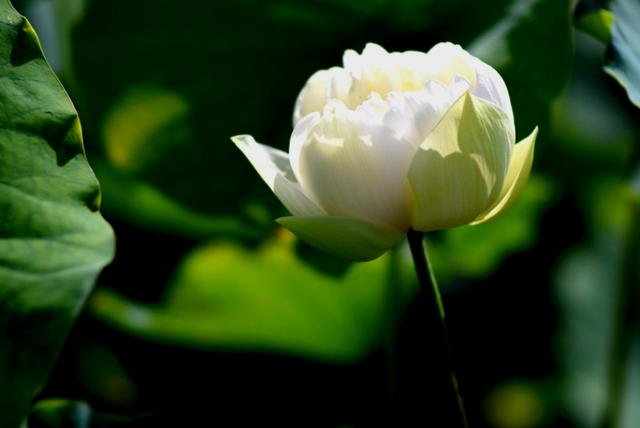最美的荷花诗句,一起赏荷花的诗词歌赋