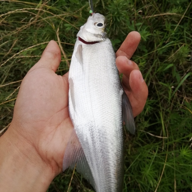 新手不怕踩雷，国民穆萨get起来