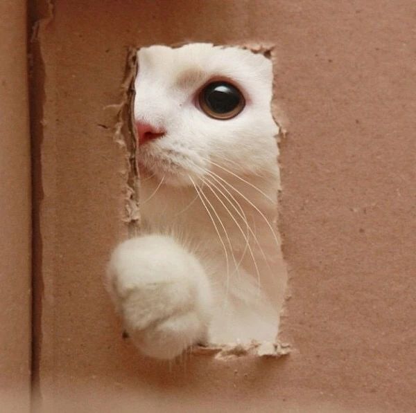 猫咪呕吐不吃猫粮是什么原因,猫咪呕吐怎么判断是猫粮的问题