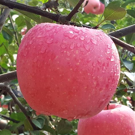 秦皇故里，如何将苹果变金果