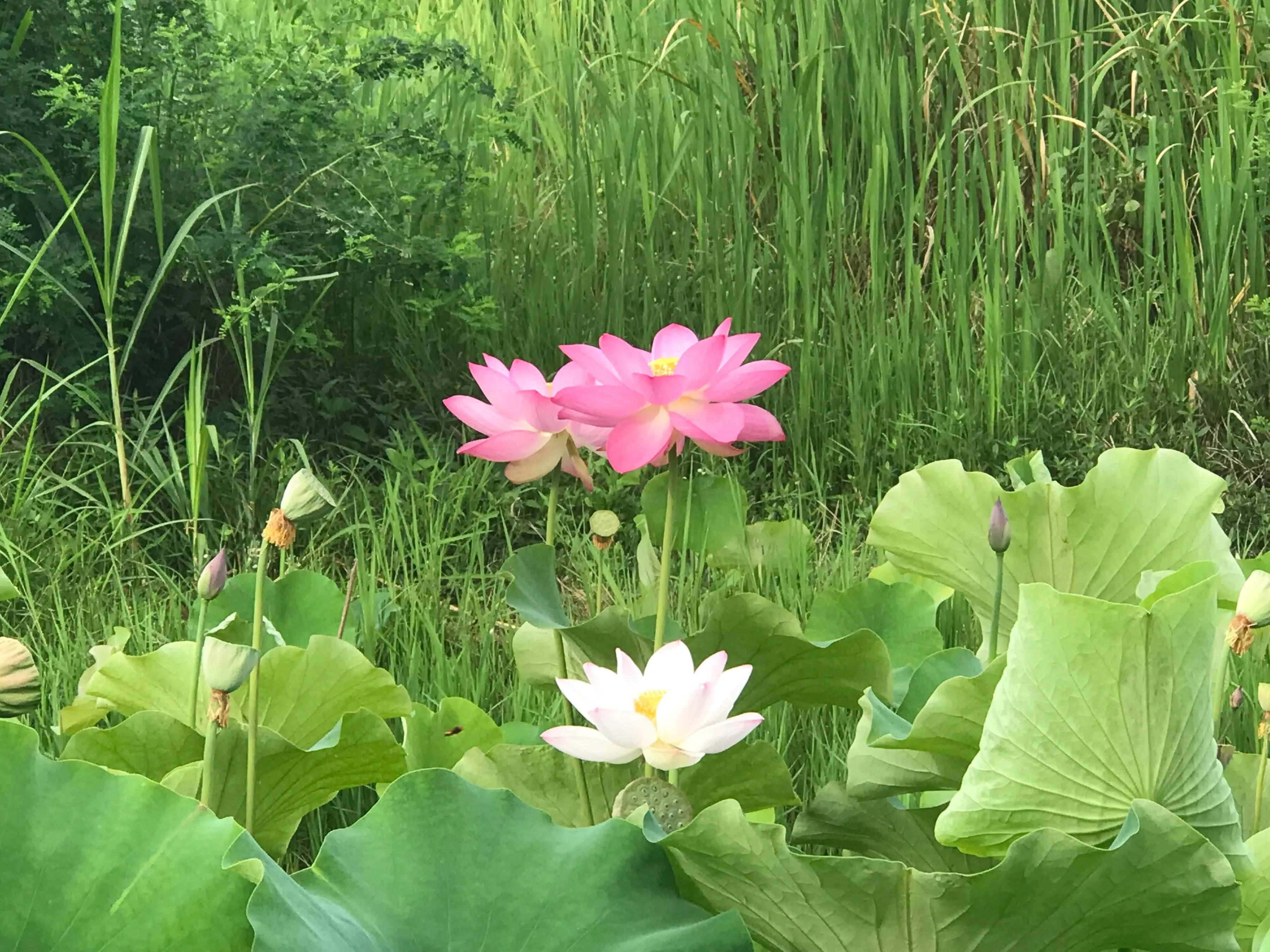 「内在之声」第二十六章出自幼儿之口