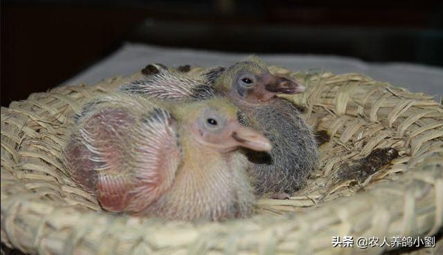 元宝鸽子幼鸽分公母,鸽子公母怎么分辨公鸽会咬人