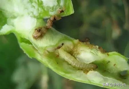 不用农药杀豆角钻心虫的方法,豆角钻心虫最佳治疗方法