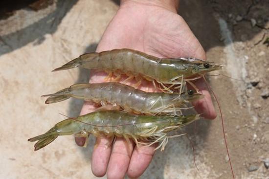 南美白对虾工厂化养殖技术介绍,纯淡水养殖南美白对虾的技术