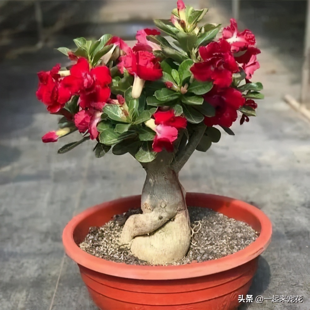 家里养花最好养什么品种的,家里养花用什么花盆好