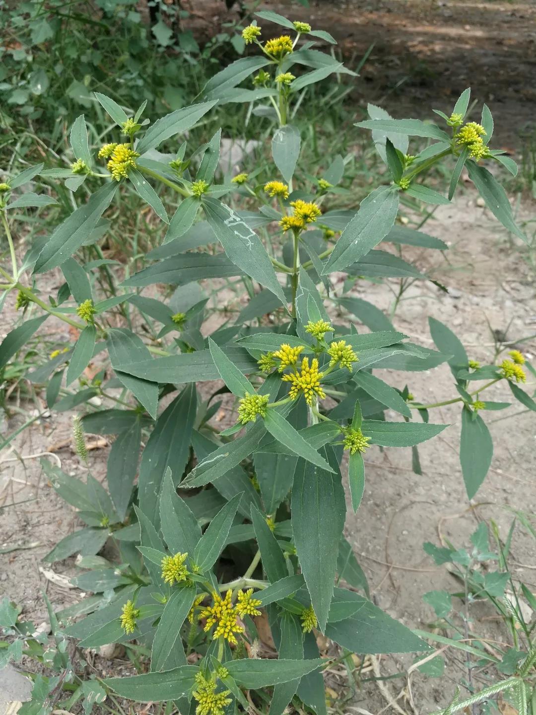 看花与哲学有什么关系？听听博物君刘华杰怎么说|荐展No.80