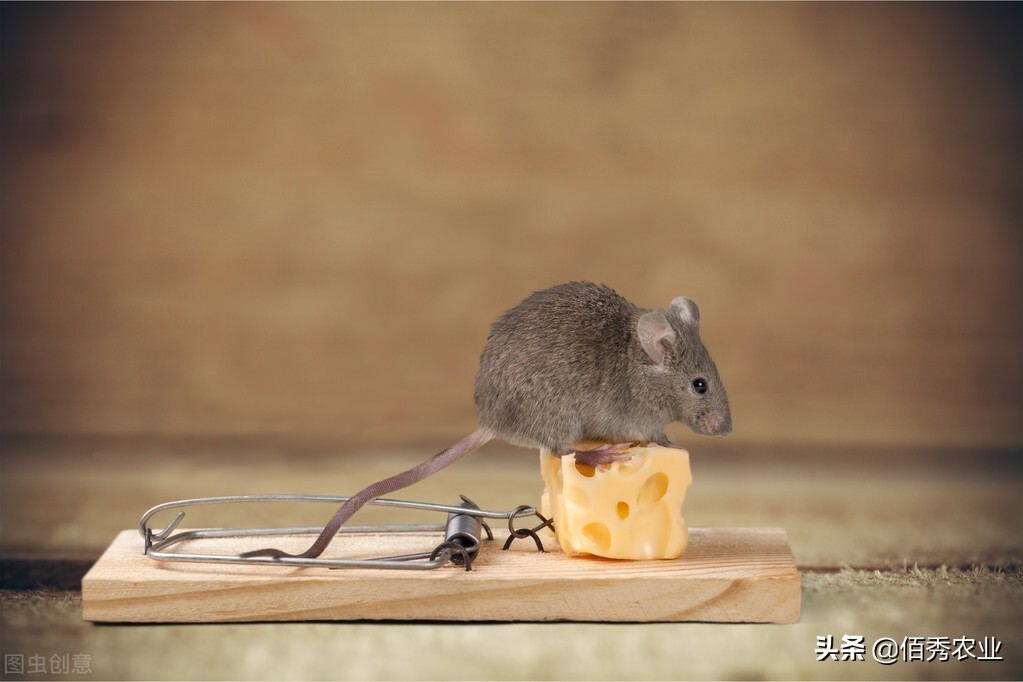 猫怕黄瓜老鼠怕什么,猫怕鼠怎么办最有效