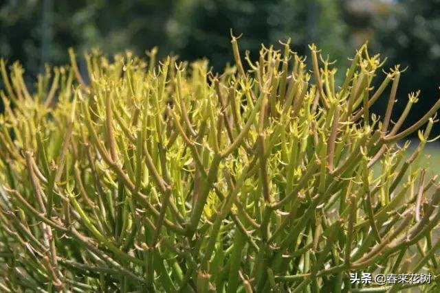 光棍树养殖方法,招财光棍树怎么样扦插