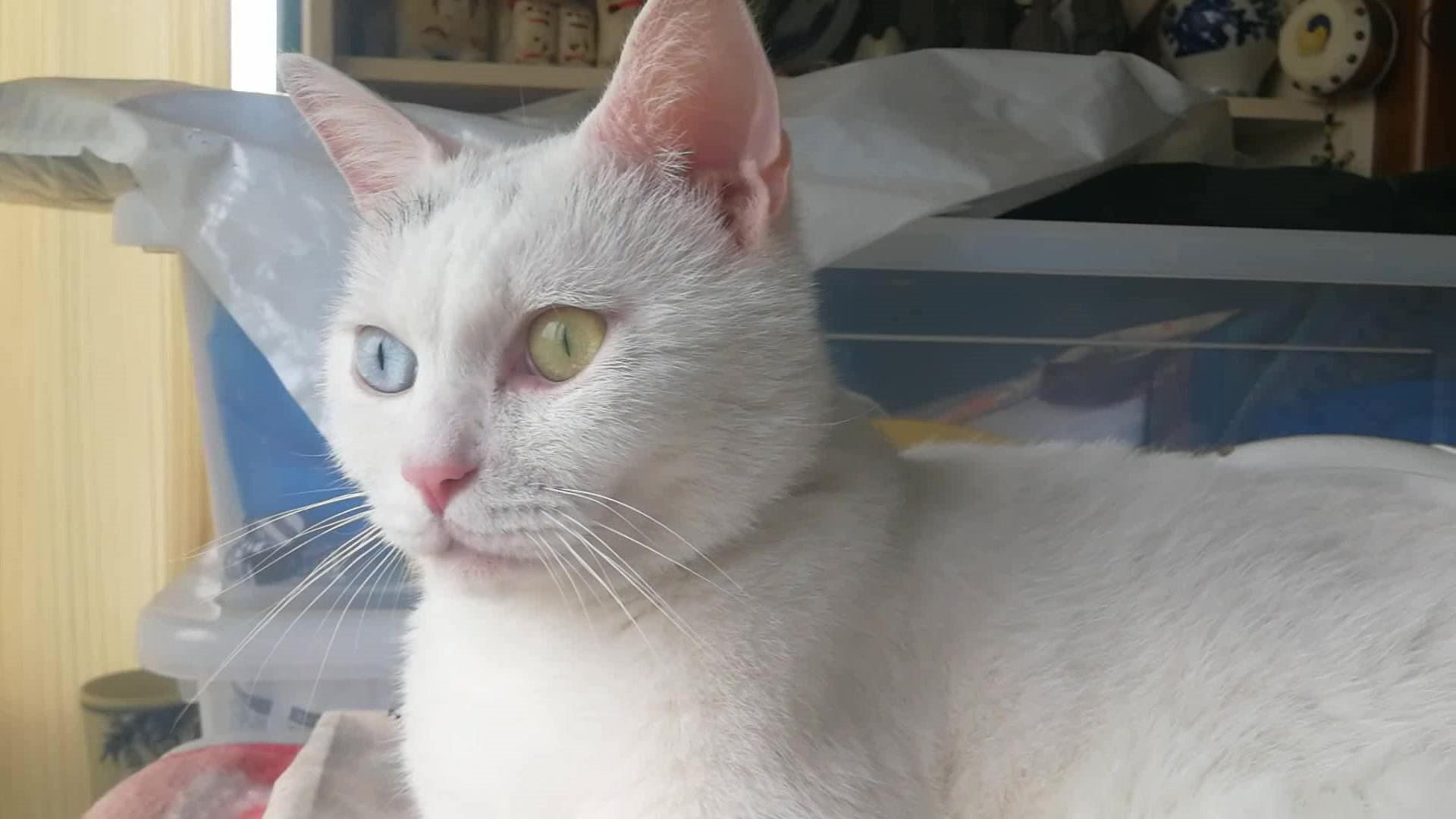 剪掉猫咪胡须对猫咪有影响吗,猫咪胡须不小心剪了会长吗