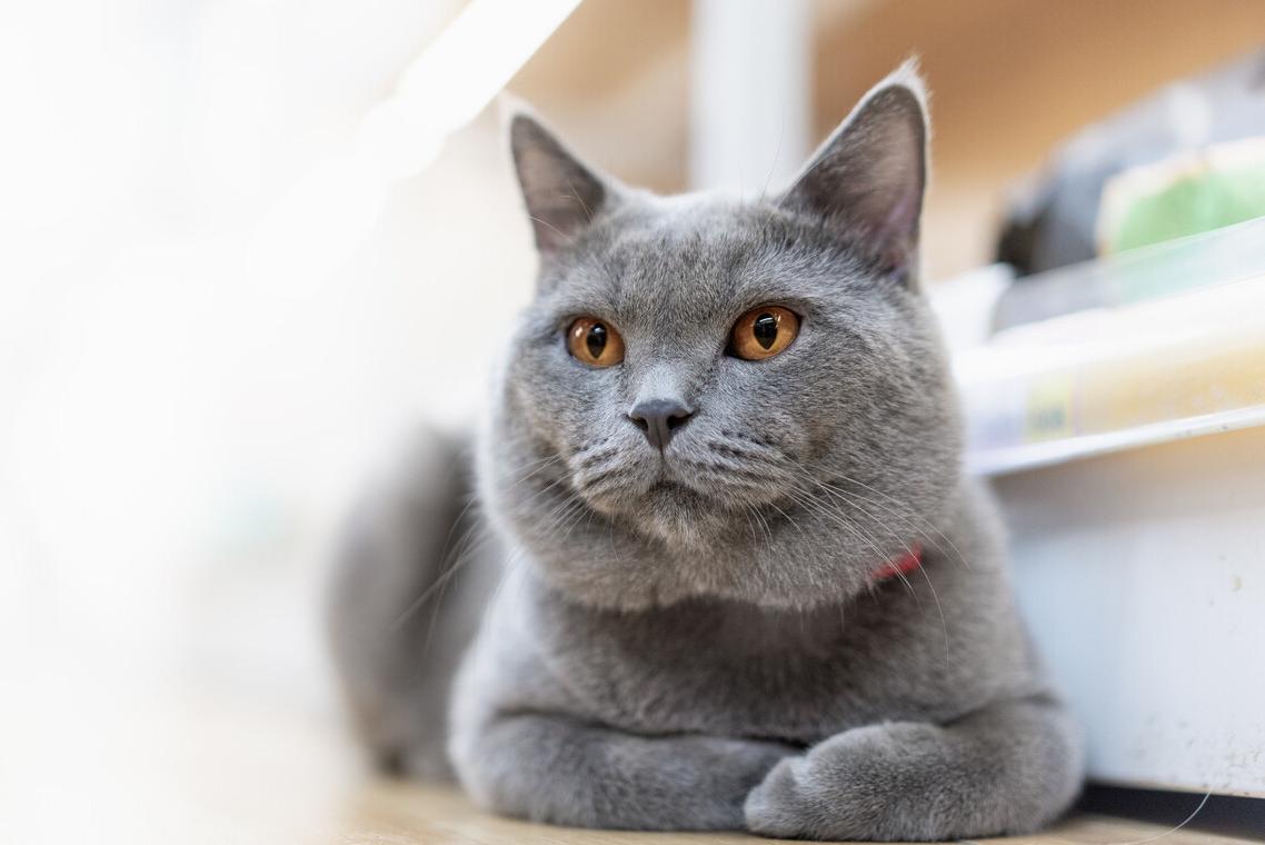 最适合新手养的猫咪性价比高,最好养的十大猫咪排行