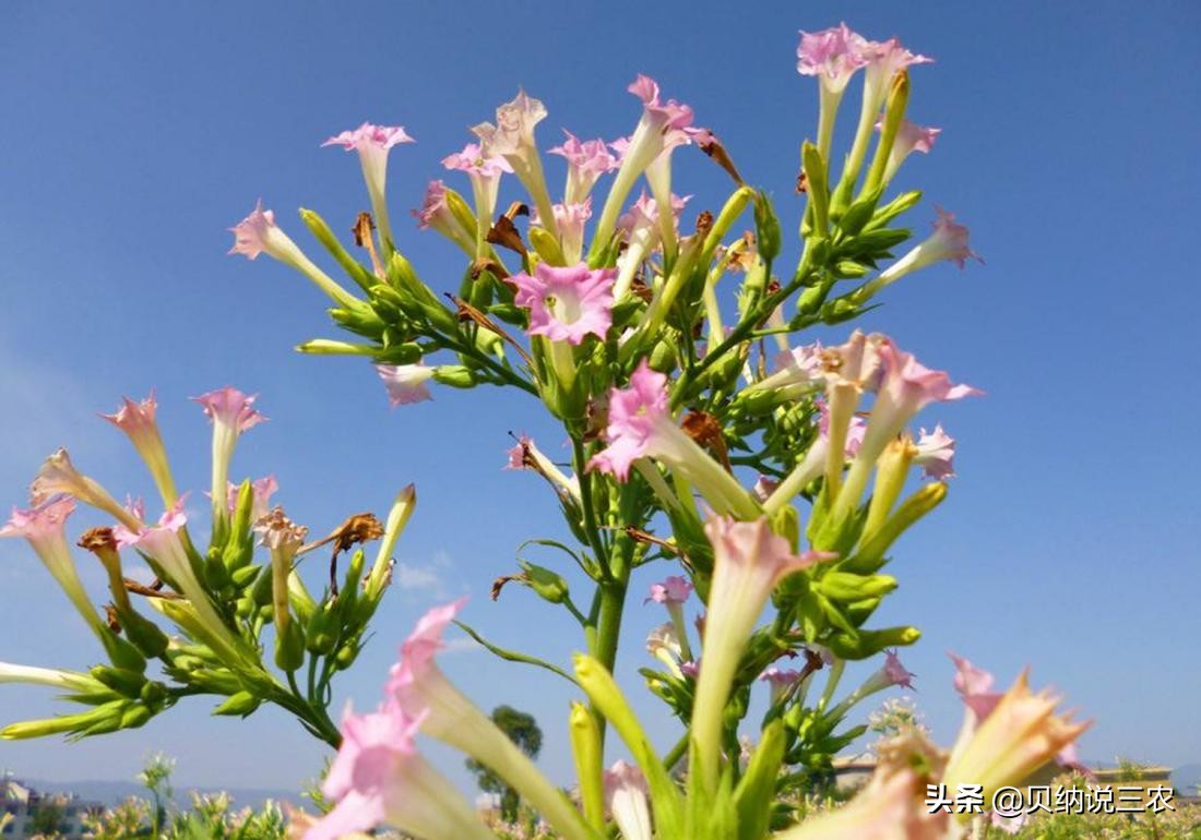 大葱育苗封草技术,烟苗苗床管理