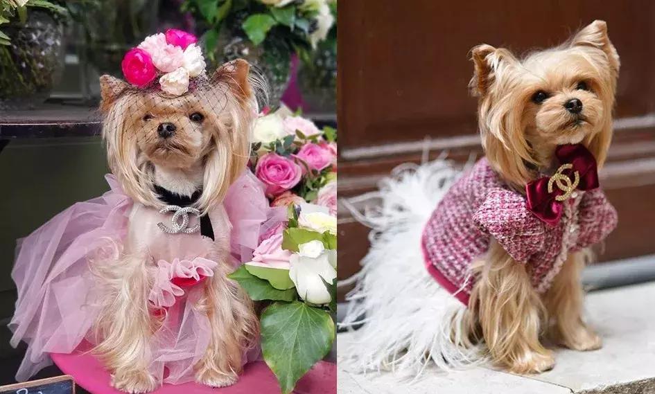 gucci和supreme联名马丁靴,guccisupreme鞋子