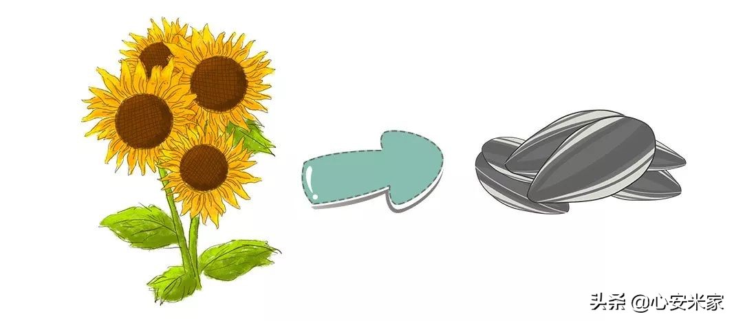 每天吃两斤瓜子预防老年痴呆,瓜子吃多了会导致抑郁吗