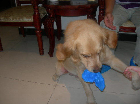 每个铲屎官必备的宠物小技巧,照顾幼犬这6大细节铲屎官别大意