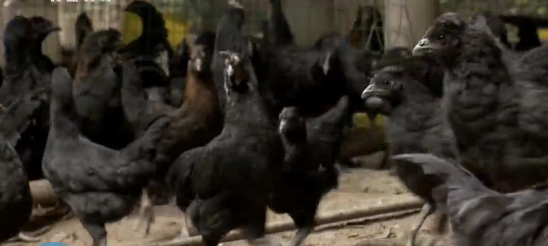 农村小伙养了十只黑鸡,回乡养本地黑鸡的90后小伙