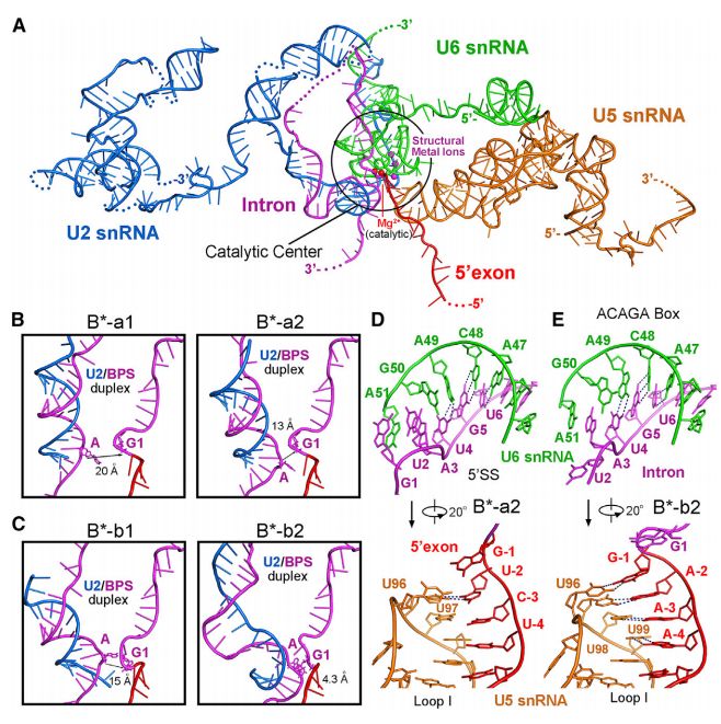 冷冻电镜最新研究,冷冻电镜研究成果涌现