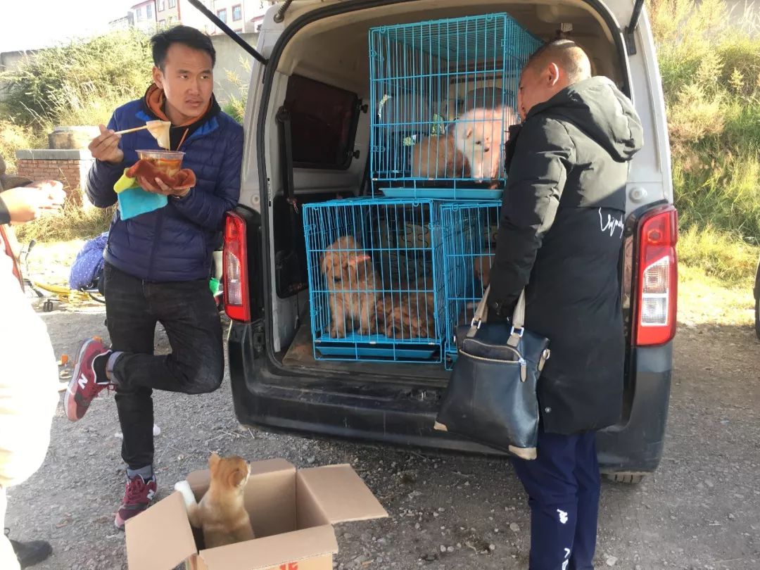 狗市：狗贩出售柴犬4千元，称血统纯正！买家：请出示证书