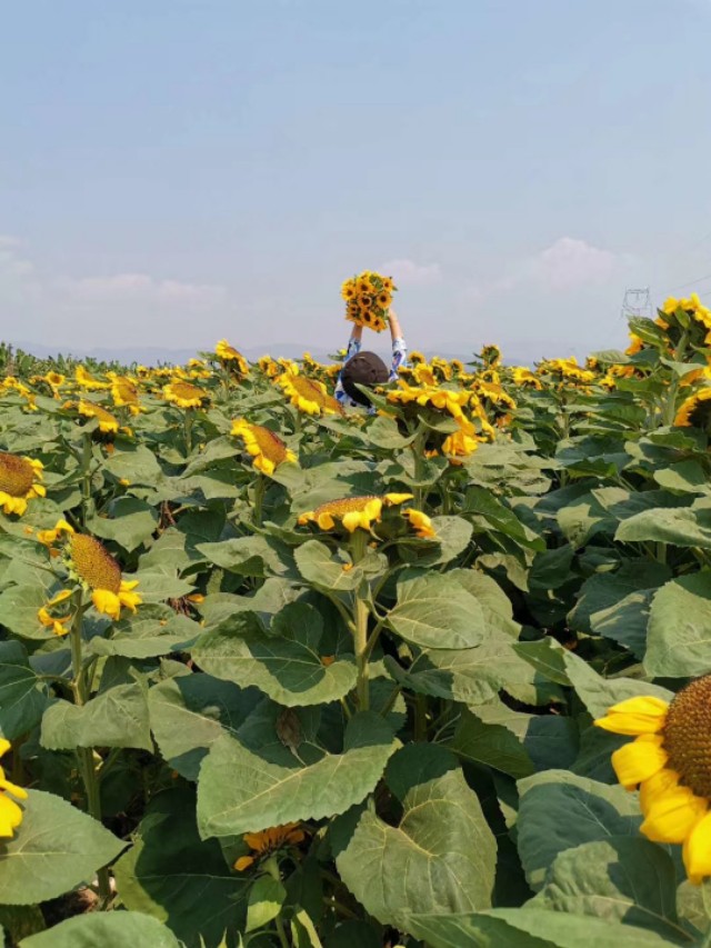 吃王浆最佳时间,食用王浆