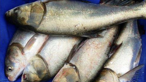 鱼把线切了鱼钩会自己掉吗,鱼线断了鱼钩在鱼嘴里会死不