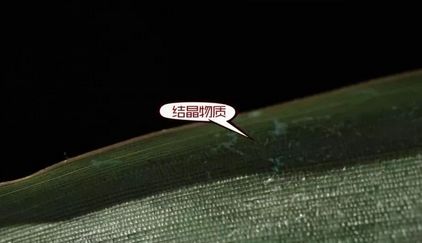 有毒的粽叶,怎么知道粽子的粽叶有毒