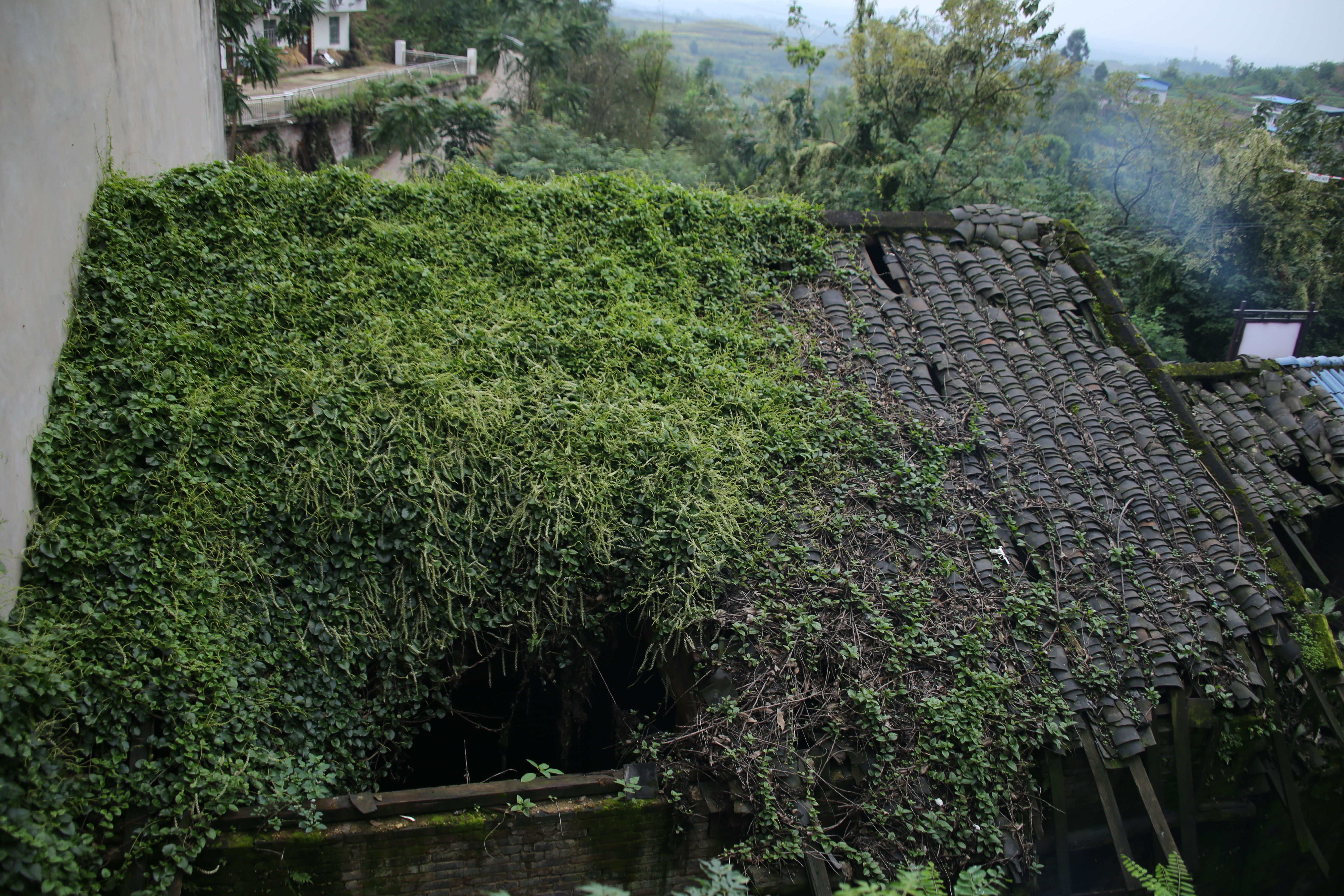 广安消失的公社--保华公社